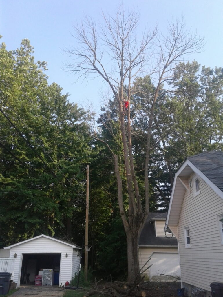 Tree Services